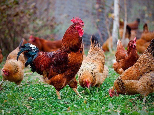 Породы куриц | ЗооТом - продажа, вязка и услуги для животных в Красноуральске