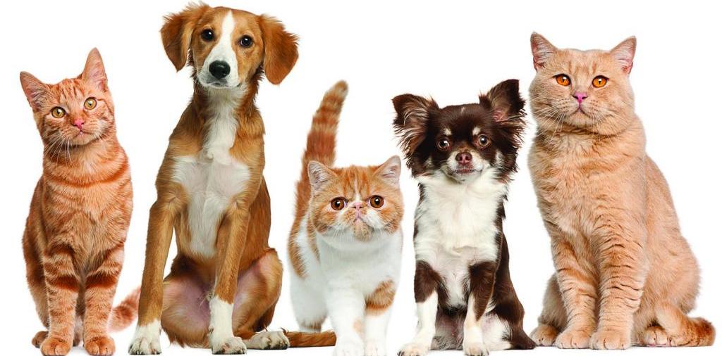 Доска объявлений о животных | ЗооТом - продажа, вязка и услуги для животных в Красноуральске