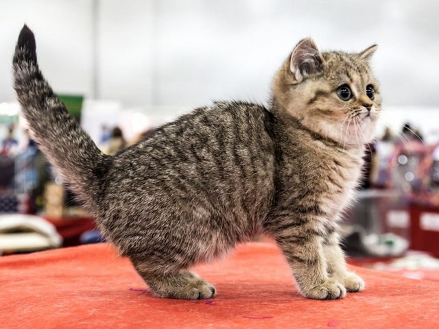 Породы кошек в Красноуральске | ЗооТом портал о животных