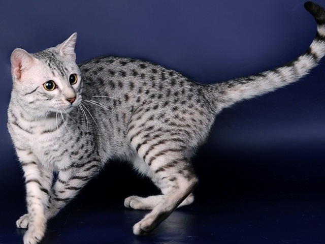 Породы кошек в Красноуральске | ЗооТом портал о животных