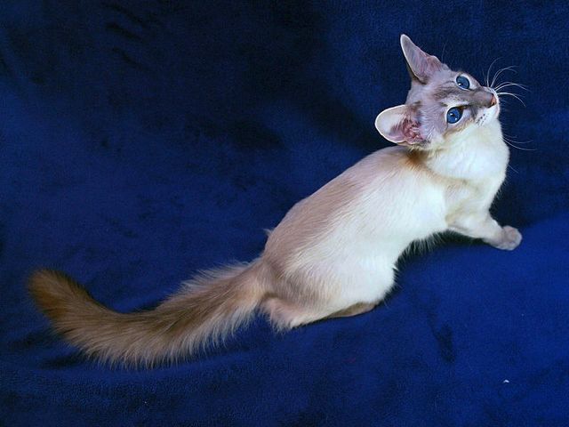 Выведенные породы кошек в Красноуральске | ЗооТом портал о животных
