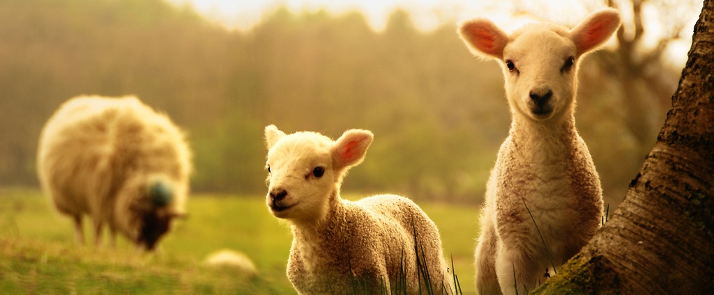 Объявления о сельскохозяйственных животных | ЗооТом - продажа, вязка и услуги для животных в Красноуральске