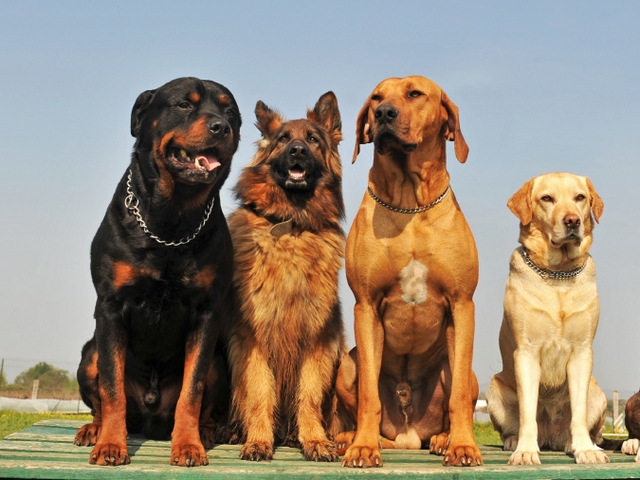 Крупные породы собак в Красноуральске | ЗооТом портал о животных
