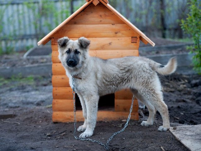 Все о собаках в Красноуральске Все о собаках в Красноуральске